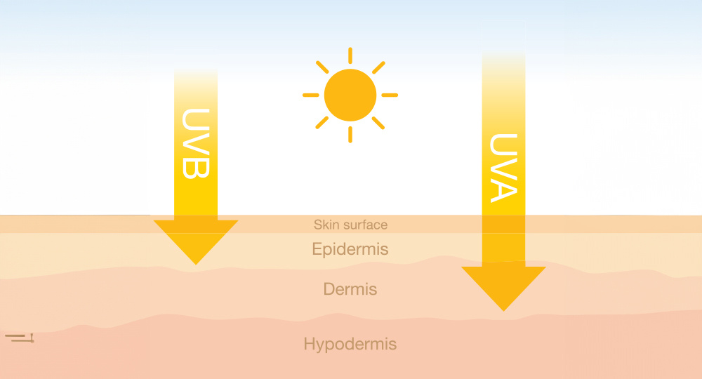 skin layers and uva uvb light